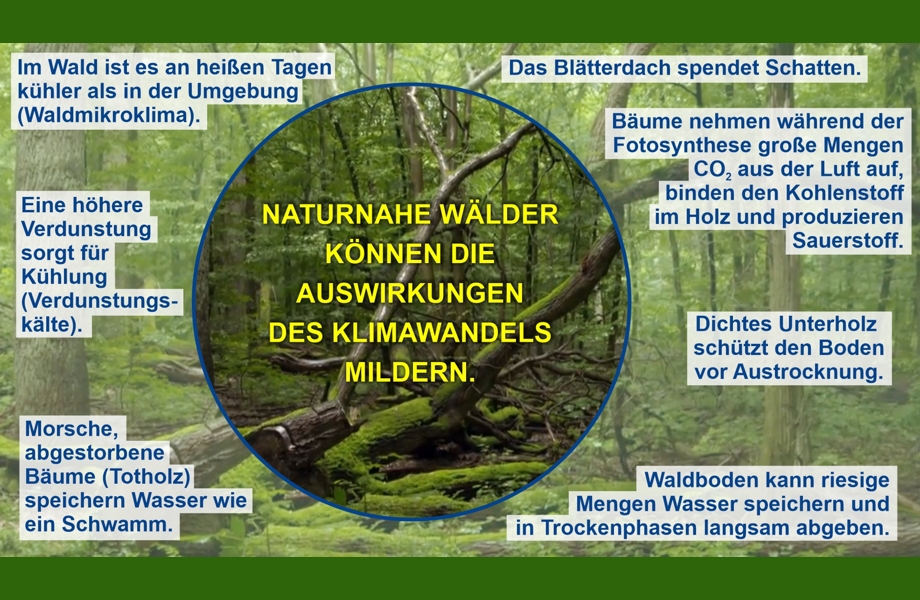 Die Rolle der Wälder für den Klimaschutz