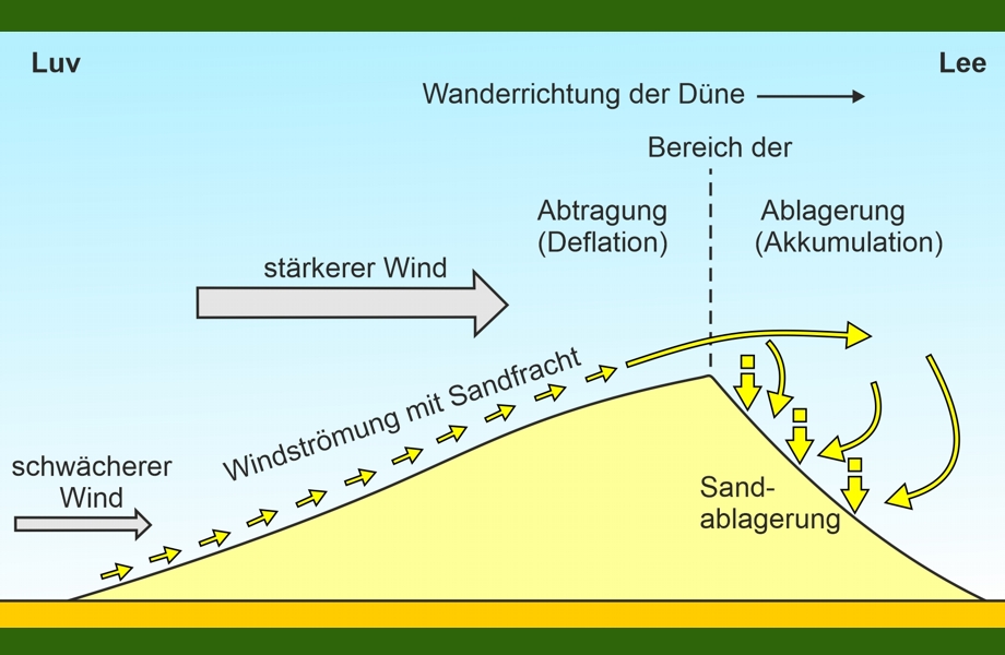 Entstehen von Sanddünen - Schaubild schmematische Darstellung zeigt wie durch Wind - Luv und Lee - Sanddünen entstehen