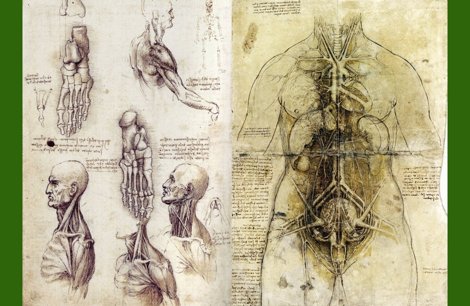 Anatomische Zeichnungen von Gliedmaßen, Muskeln und Körperinnerem