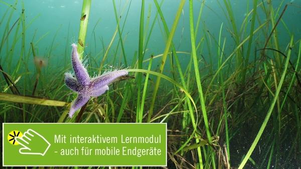 Ökosystem Seegraswiese [Mit interaktivem Lernmodul]