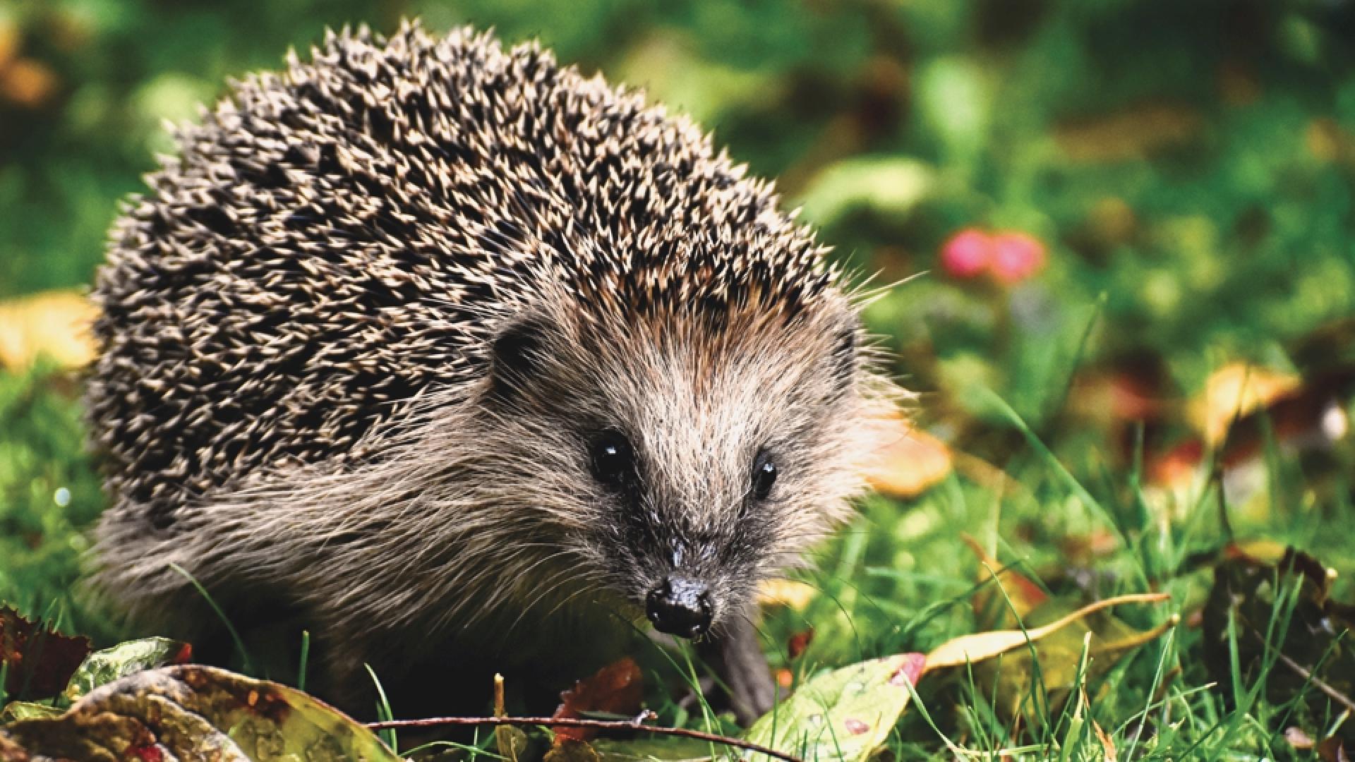 Foto vom Igel