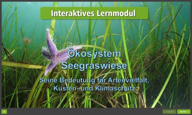 Seegraswiese - Kurzvorschaubild